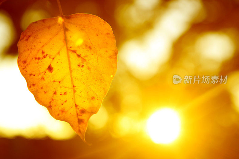 季节变化-黄叶与散景的库存图像