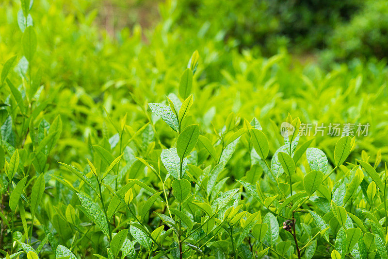 新鲜的茶叶