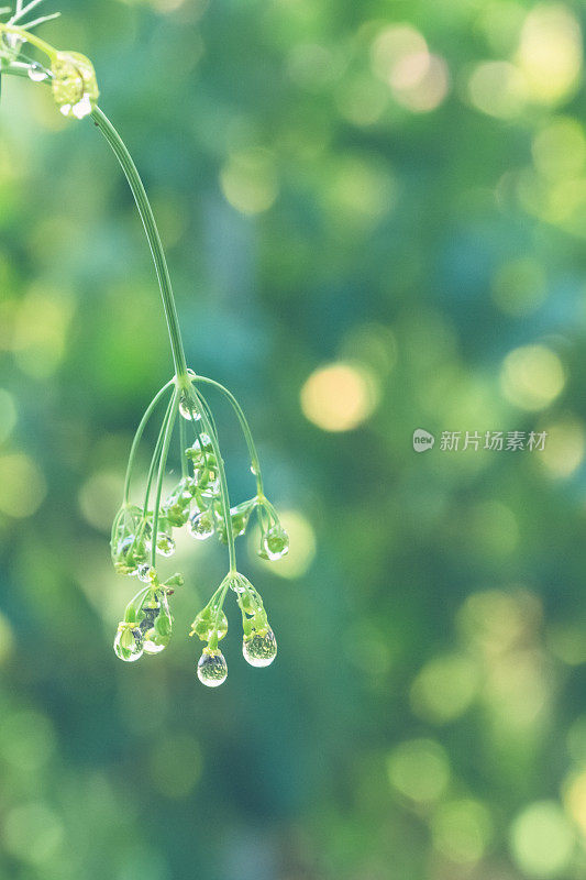 夏日花园散谷背景中，雨滴依附在小茴香上