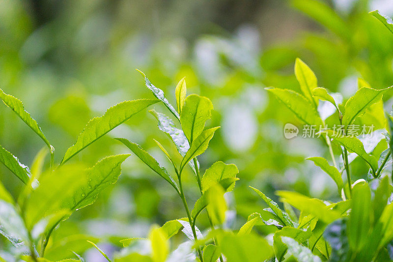 新鲜的茶叶