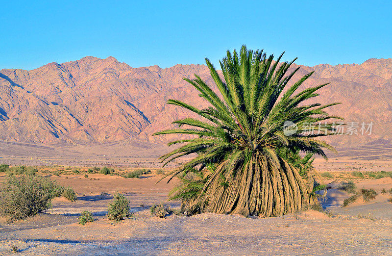 沙漠中孤独的棕榈树