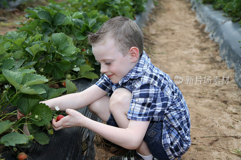 男孩摘草莓