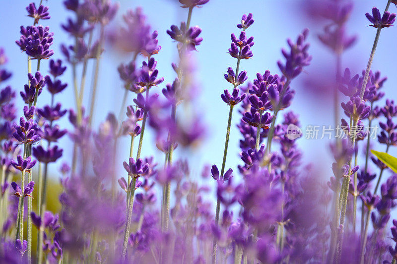 薰衣草的花。加拿大安大略省，爱德华王子地区。