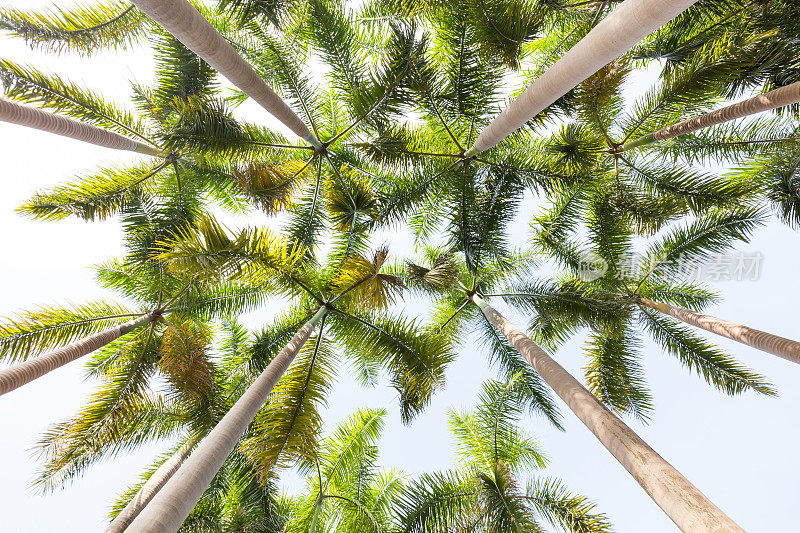 低角度的椰子树