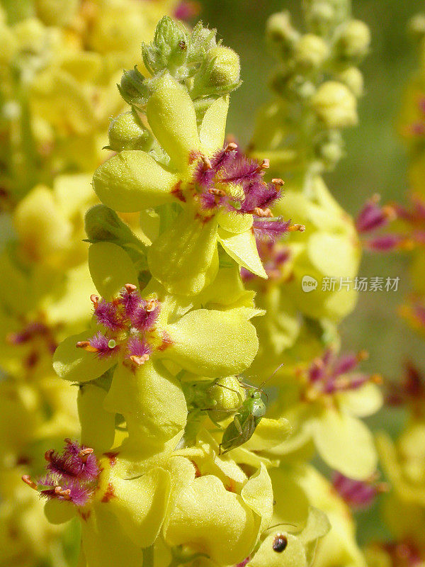 黑毛蕊花