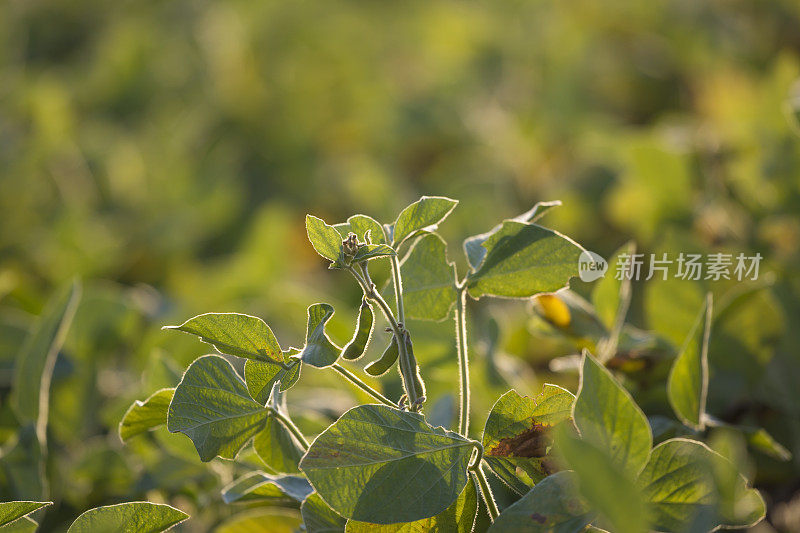 豆荚在户外的田间，用背光照射