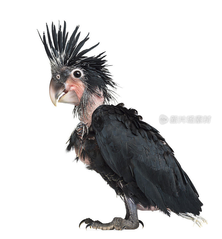 棕榈凤头鹦鹉，长鼻鹰，6周大