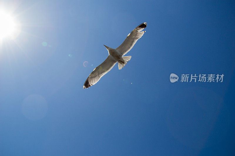 一只海鸥在蓝天中飞翔
