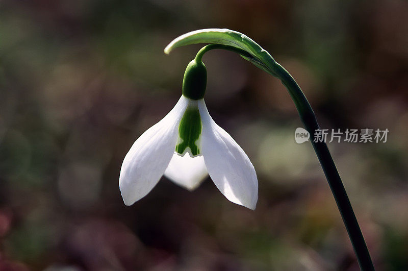 雪花莲