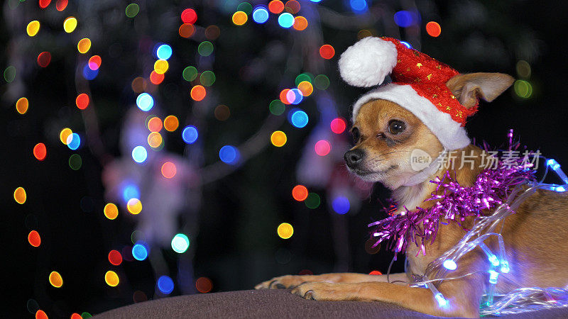 玩具小猎犬是一只黄色的新年狗。