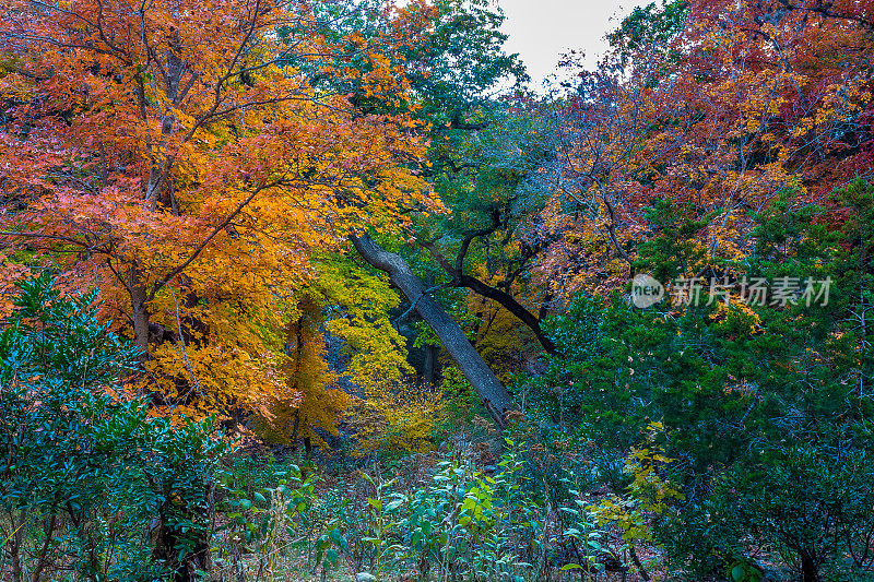 失落枫树州立公园的秋色，德克萨斯州