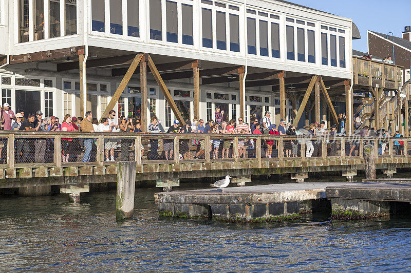 游客在加州旧金山的39号码头观看海狮