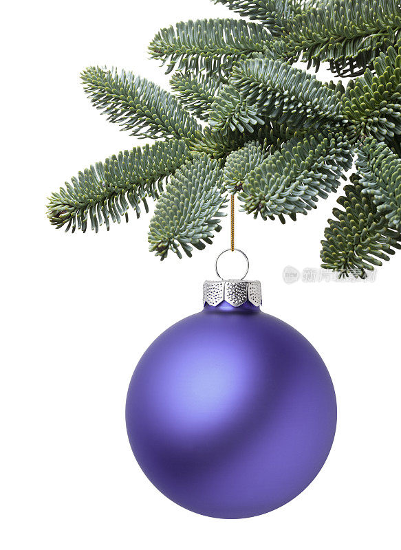 紫色的圣诞球挂在松树的树枝上