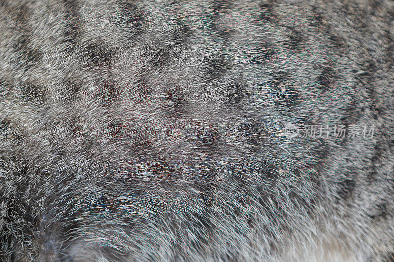 猫纹理的背景。近灰色与黑色条纹的猫毛。