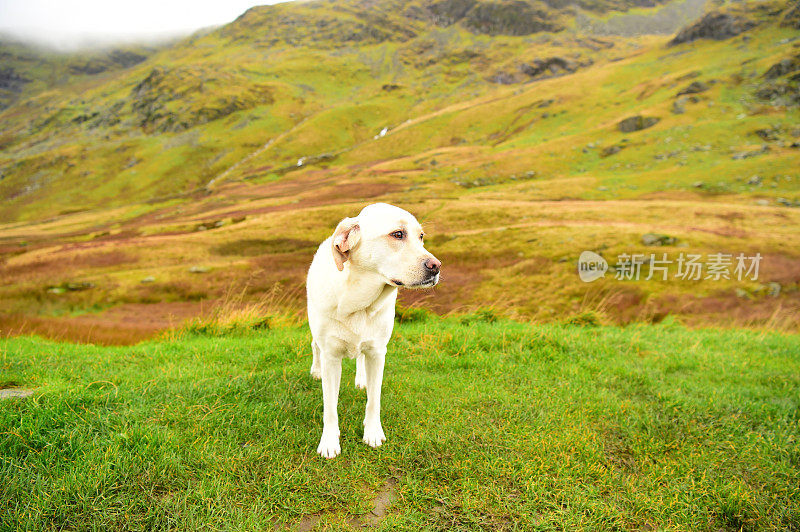 英国湖区的拉布拉多寻回犬