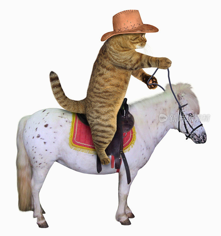 猫牛仔骑在马上