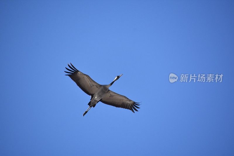 鹤鸟的迁徙