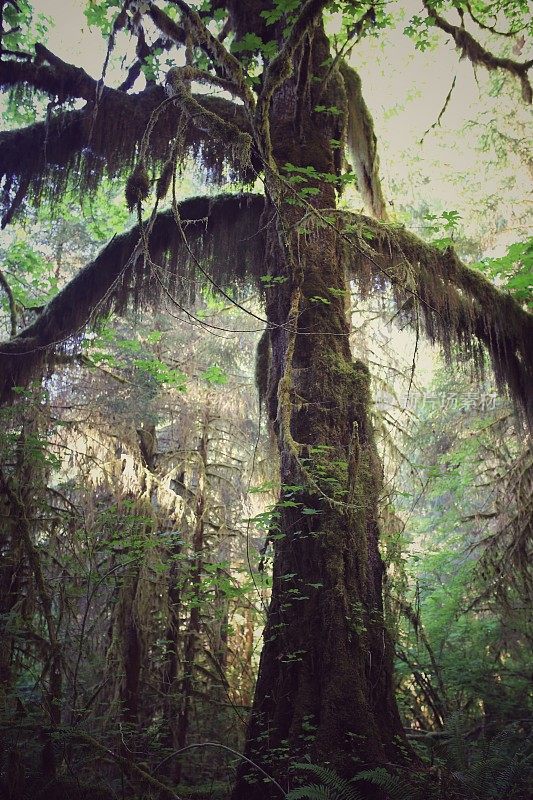苔藓覆盖的树枝，Hoh雨林，奥林匹克国家公园，华盛顿