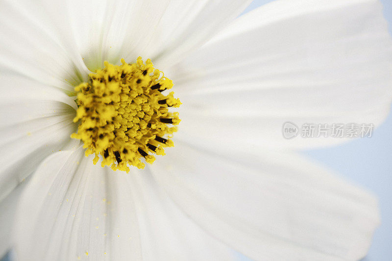 微距拍摄的白色宇宙花