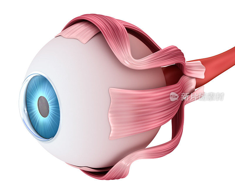 眼睛解剖-内部结构，医学上精确的3D插图。