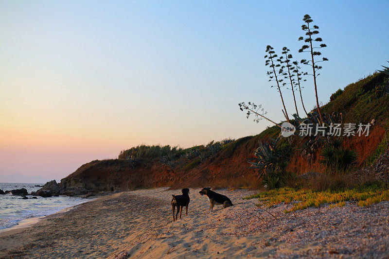 日落海滩狗的快乐