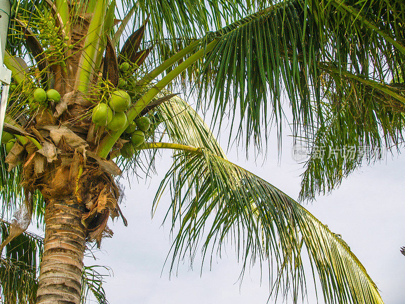 棕榈树和椰子在天空的背景