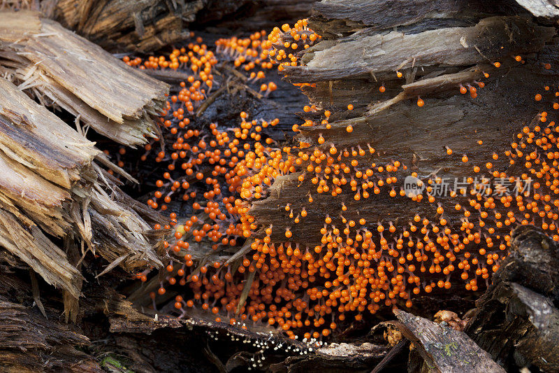 橙色黏菌孢子囊