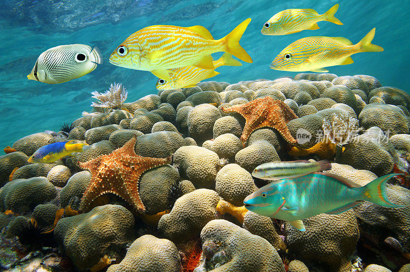 珊瑚礁里的海星和热带鱼
