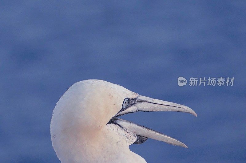 黑戈兰岛的北方塘鹅