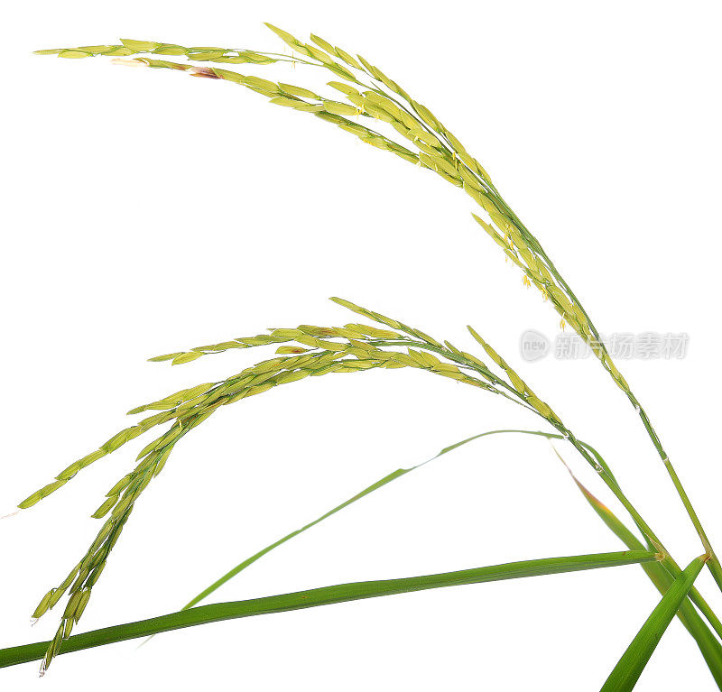 水稻穗，在白色背景上分离的泰国茉莉水稻穗