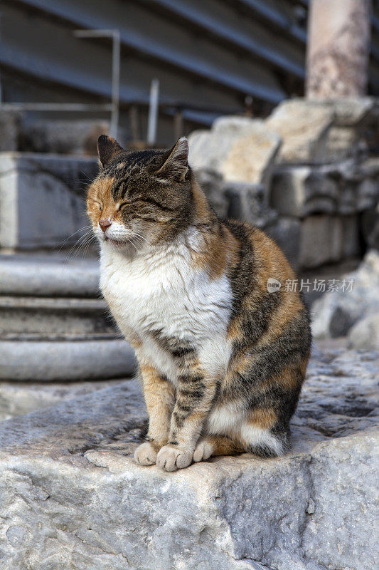 古代废墟中的猫