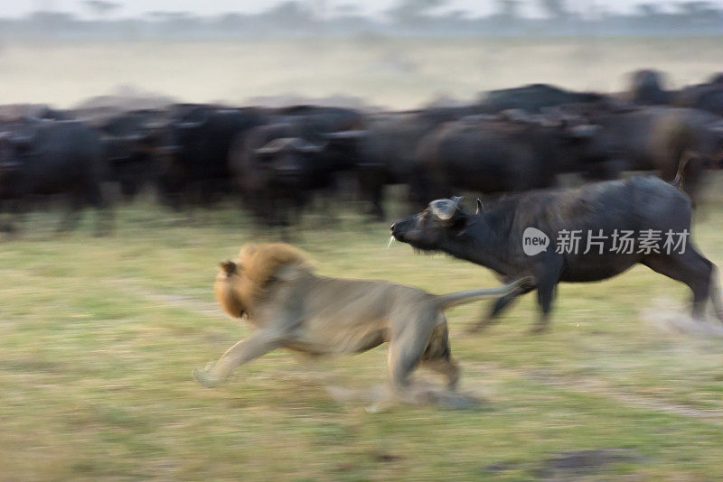 津巴布韦万基国家公园，一只流着口水的水牛向一头猛冲过来的雄狮发起挑战