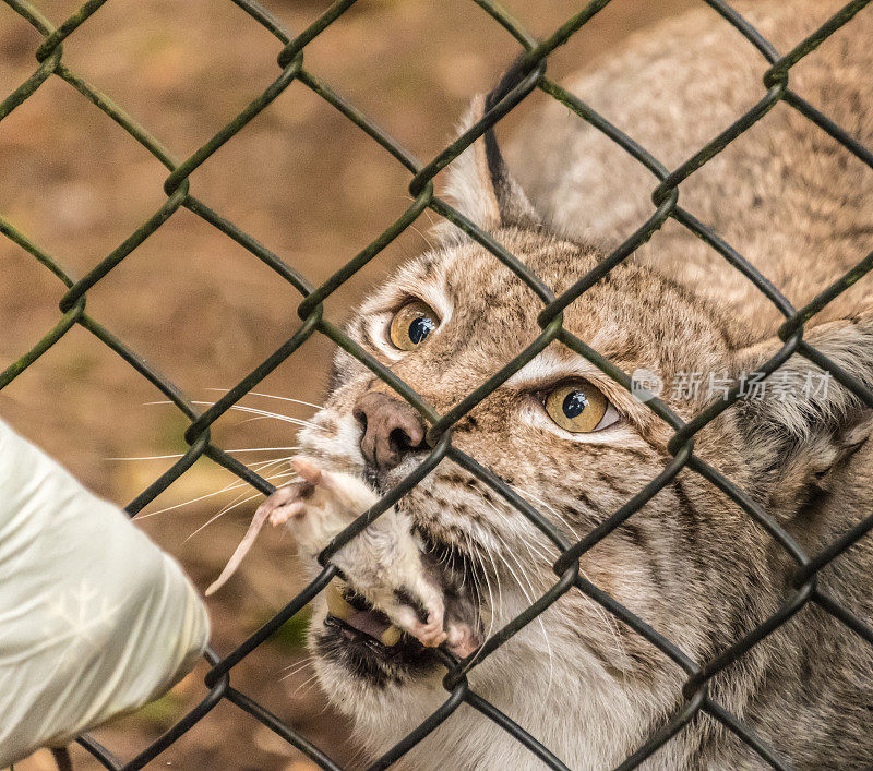 欧亚猞猁被喂食一只死老鼠