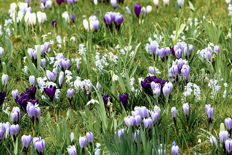 春紫色的毛茸茸花带春天的草地