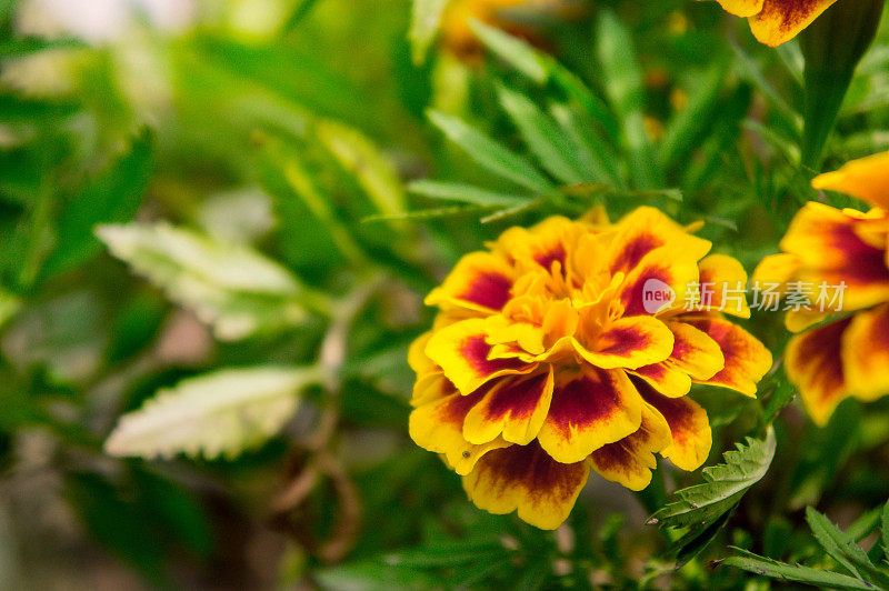 花园里的金盏花在夏天，黄色的花，美丽的花在夏天的美好的一天，香草花