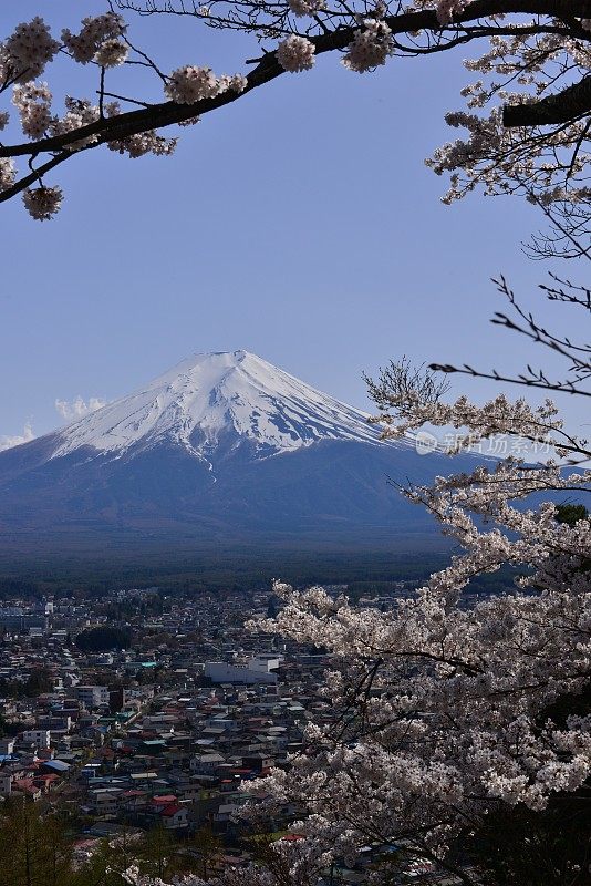 樱花盛开的富士山，取自富士吉田市