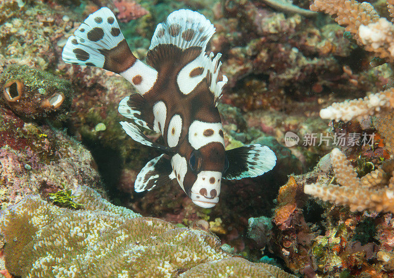 在巴厘岛的珊瑚上游泳的花衣刺蜥幼鱼