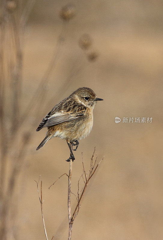 欧洲石鳖(石鳖)