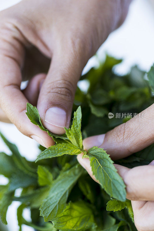 用手从植物中采摘新鲜的薄荷