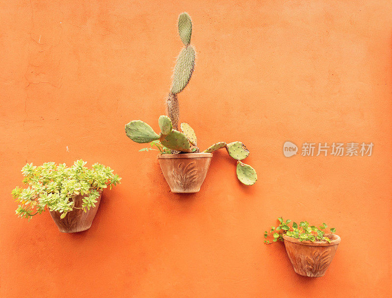 橘色的墙上挂着三盆植物