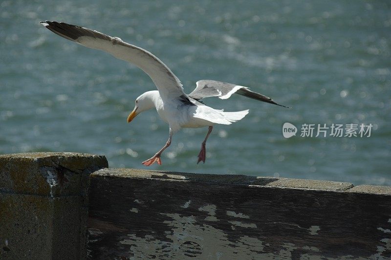 海鸟在行动