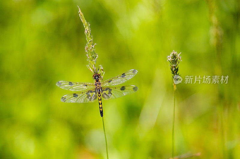 白花蜻蜓(雌性)