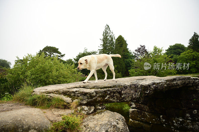 达特穆尔的拉布拉多寻回犬