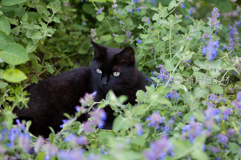 猫在猫薄荷花里