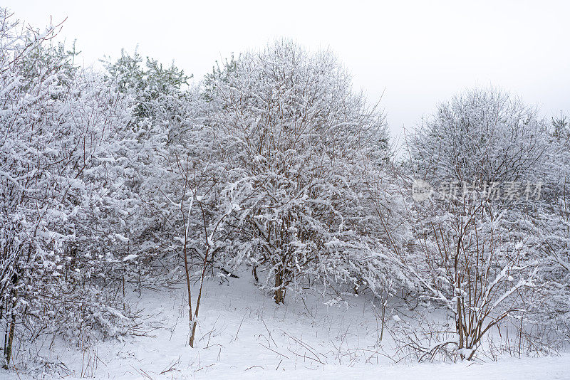 冬天的风景有常青树和新鲜的雪