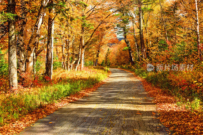 风景优美的秋天路在新罕布什尔州的白山