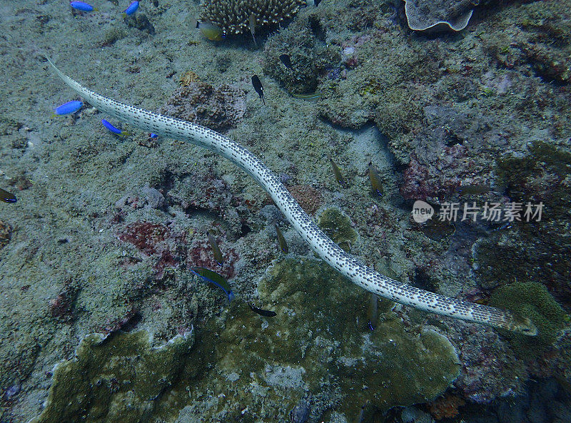海蛇，宁格鲁礁，西澳大利亚