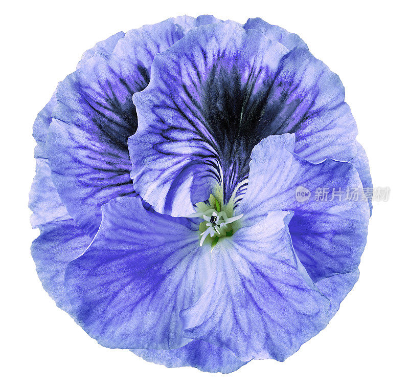 矮牵牛花的蓝色花在一个白色孤立的背景与修剪路径。特写镜头。没有阴影。为设计。大自然。