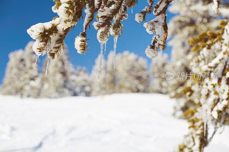 山上的冬季景色美极了。冬天的场景。专注于白雪皑皑的松树枝