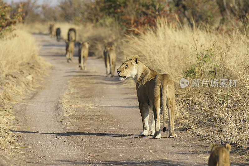 母狮和幼崽后视图万吉津巴布韦